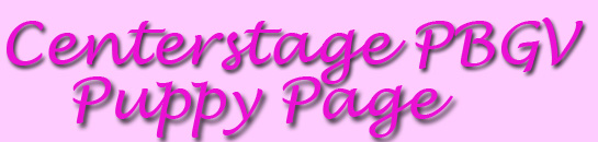 puppy page banner